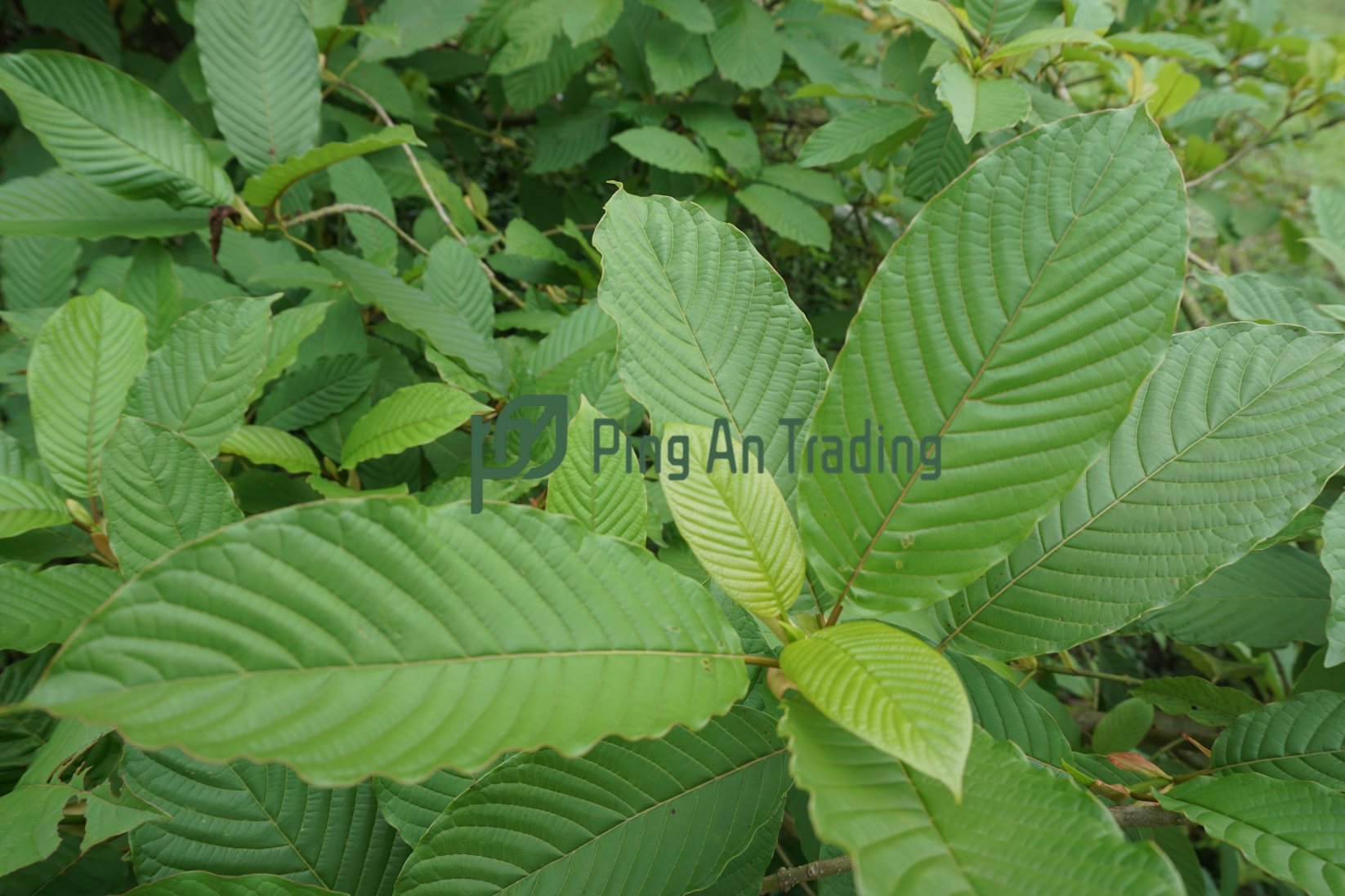 Kratom Leaves-image