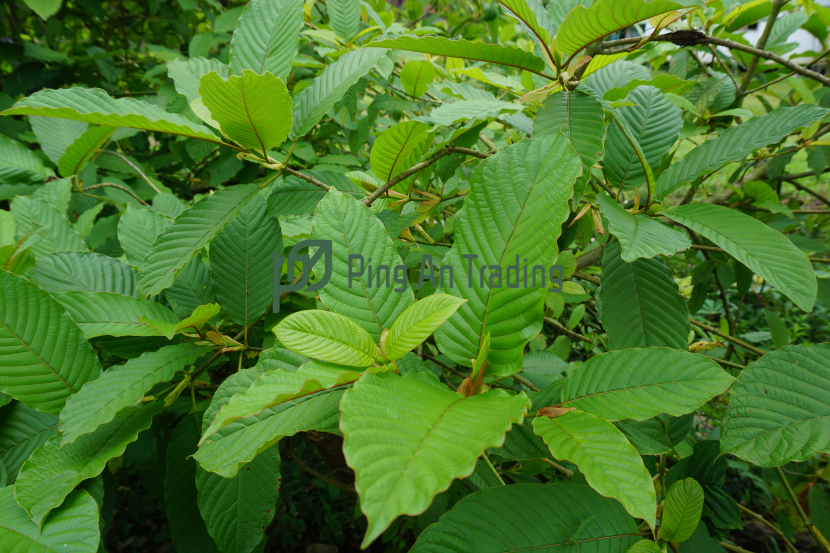 Kratom Leaves-image