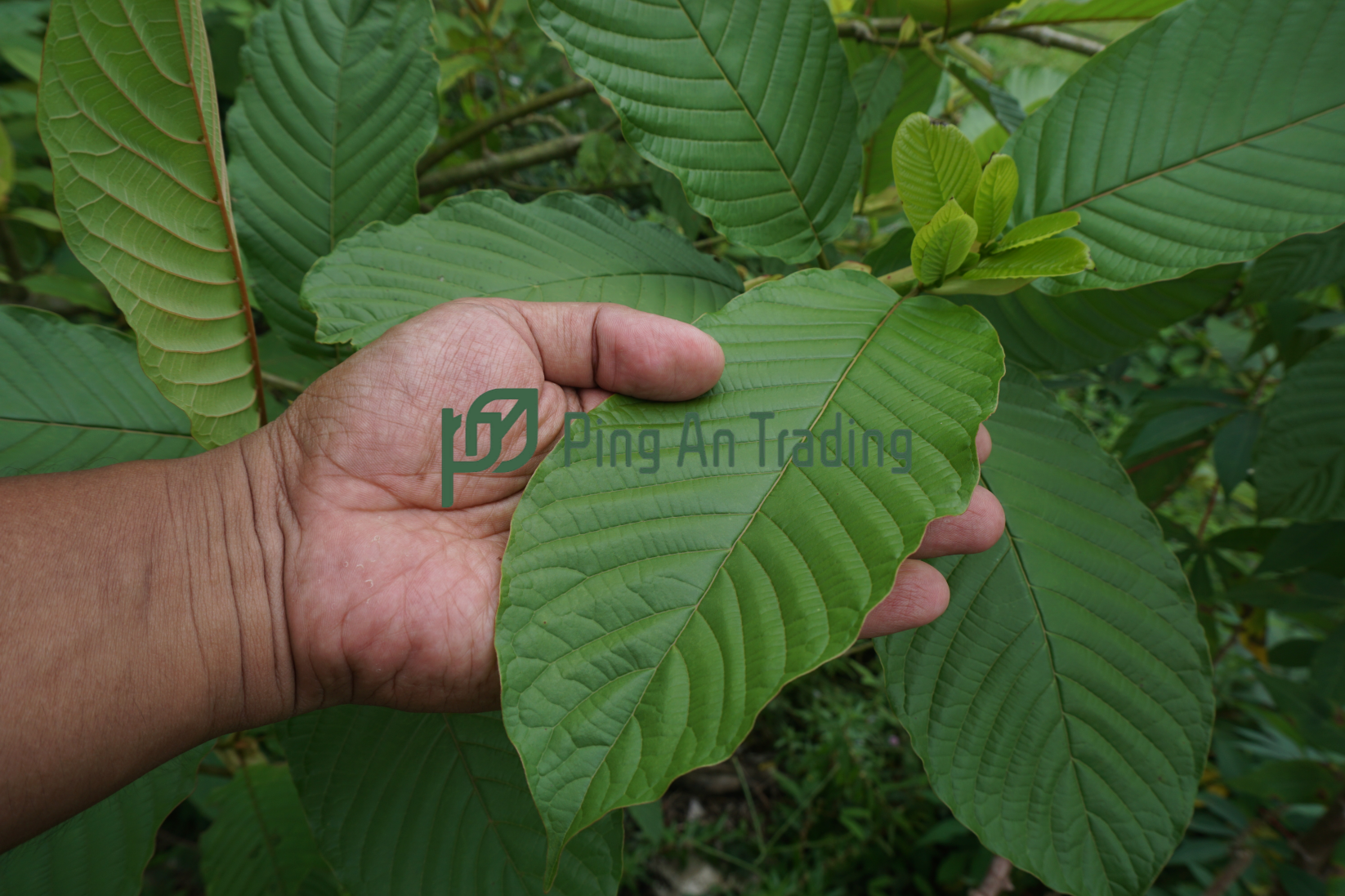 Kratom Leaves-image